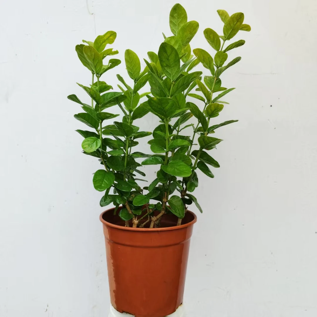 广西横州宝珠茉莉花一年苗一盆盆栽四株