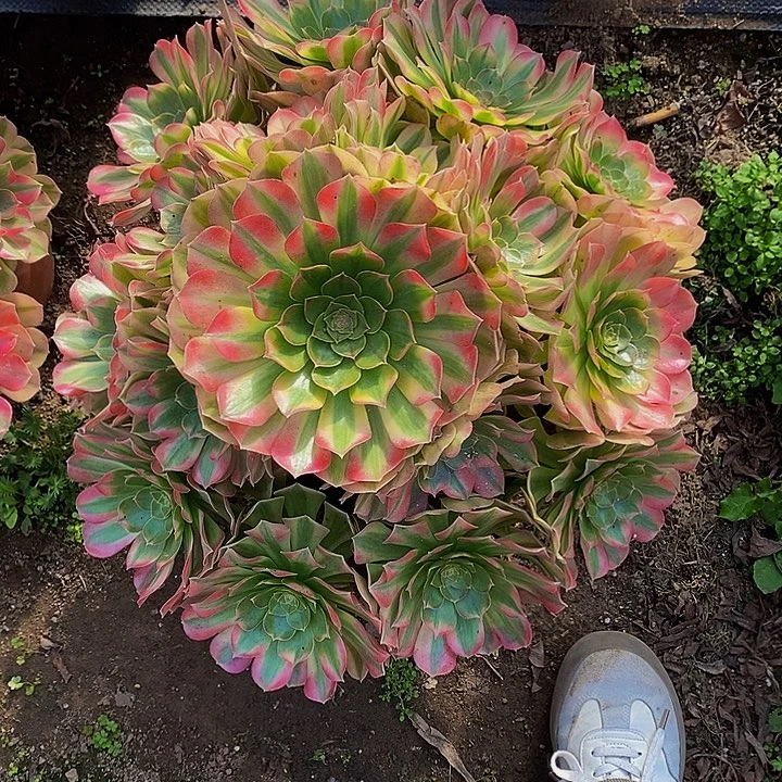 多肉植物保护研究所