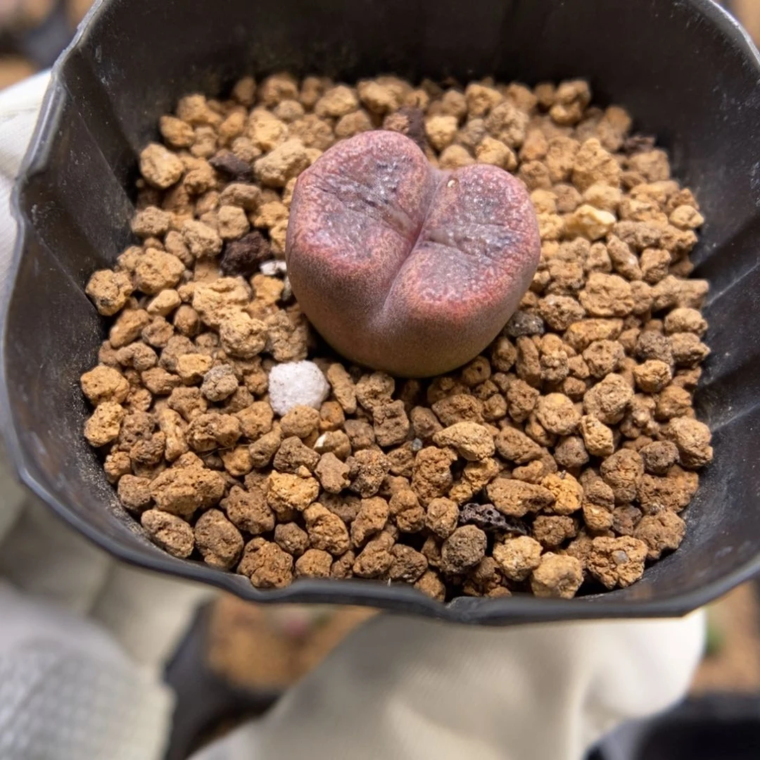 多肉植物肉锥杂交K-3682 吕杂勋章
