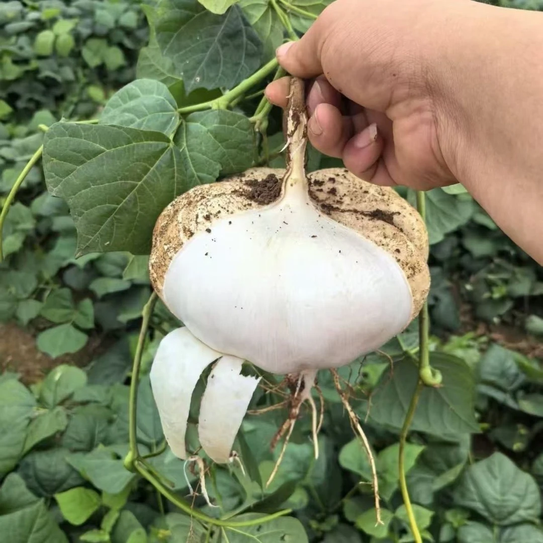 湖北凉薯现挖白地瓜水果凉薯地瓜沙葛土瓜萝卜脆甜凉薯地瓜水果
