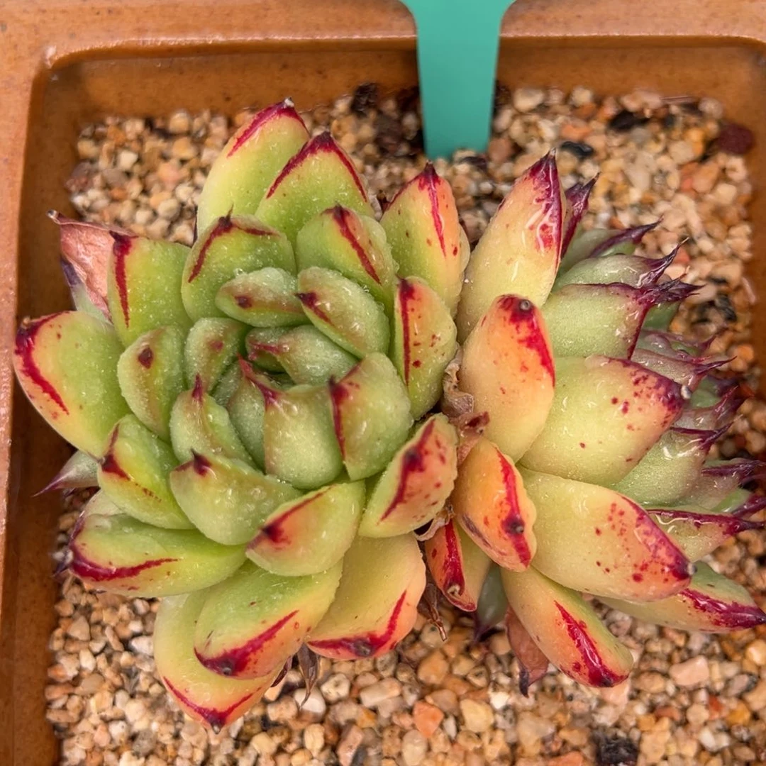 从前慢多肉精选编号0622.101