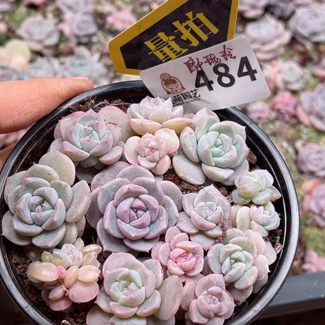 多肉植物多肉植物