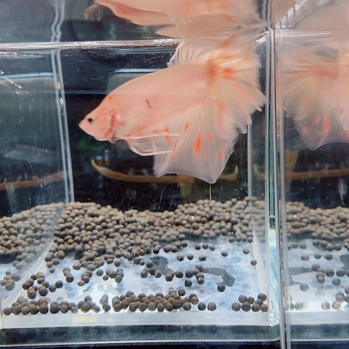 斗鱼黑205号巨斗半月