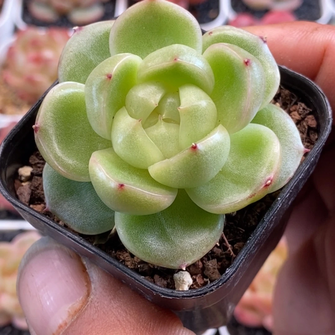 天官赐福百无禁忌