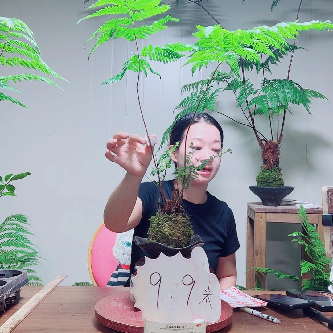 无花朵山****饰金丝虹鳞蕨