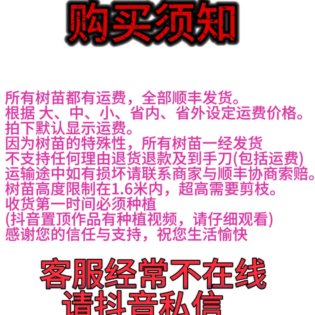 小颗1.8-2.5公分麻核桃树苗移栽种植