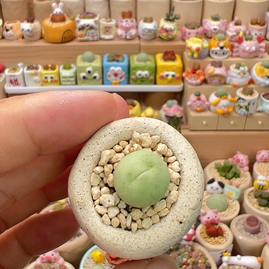 多肉植物57号鸽子蛋