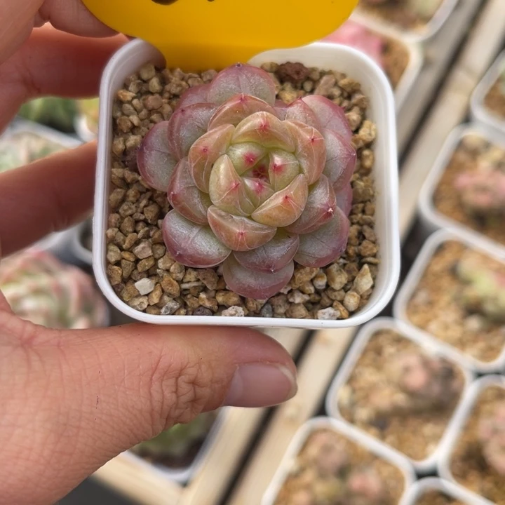 福利甜心单头5772