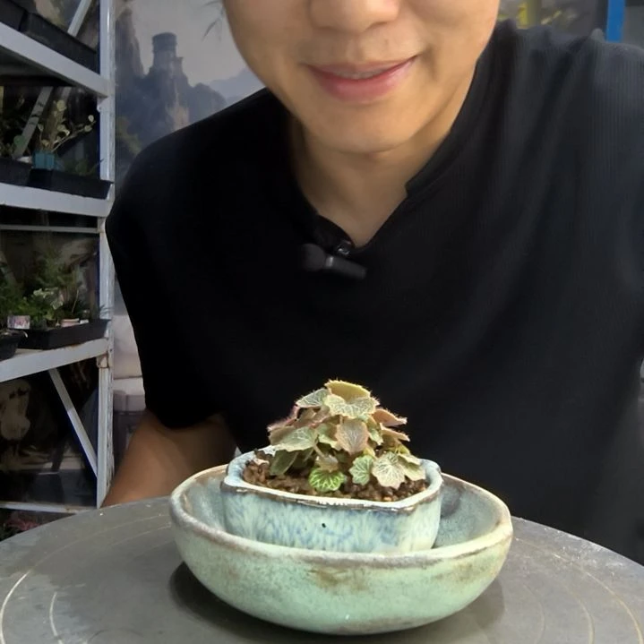 t****e中青园艺一物一拍79