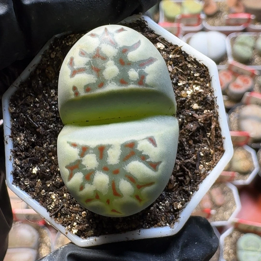 生石花23:：：。  101