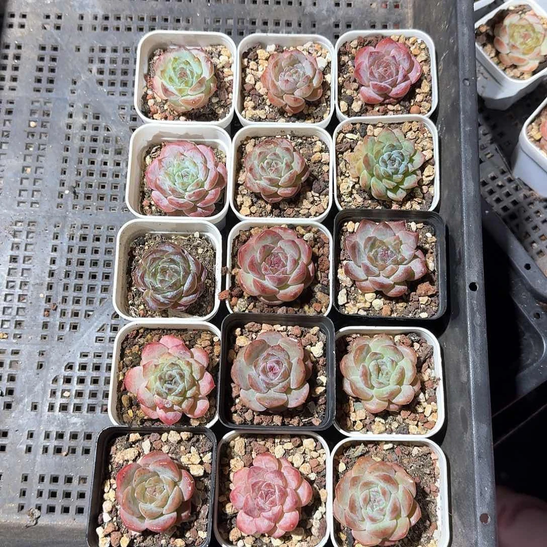 风一物一拍专拍链接