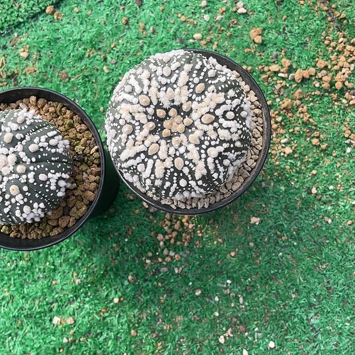 花园兜特价福利7.6