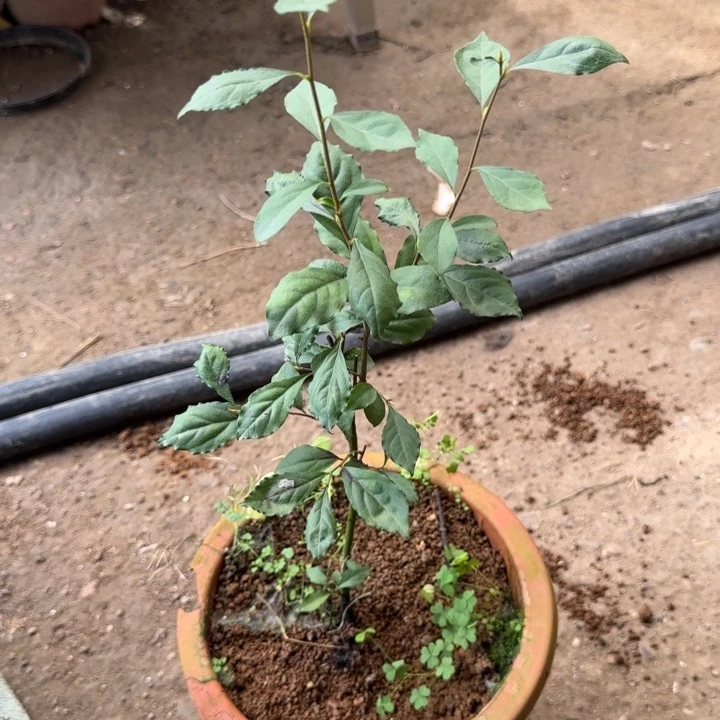 无花朵老鸦柿独孤天下原生根苗京东包邮