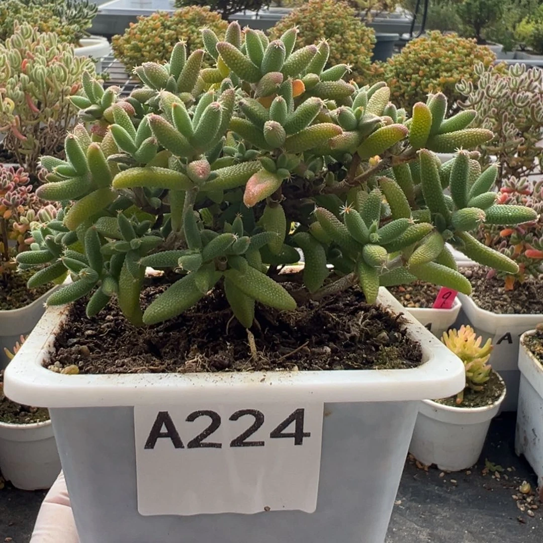 A224玉米枝干一物一拍