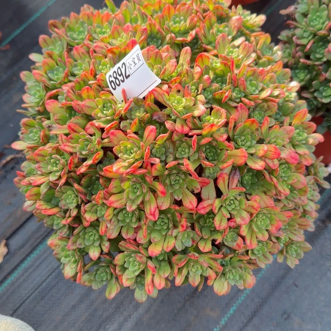 快****活6892小狐狸多肉多肉