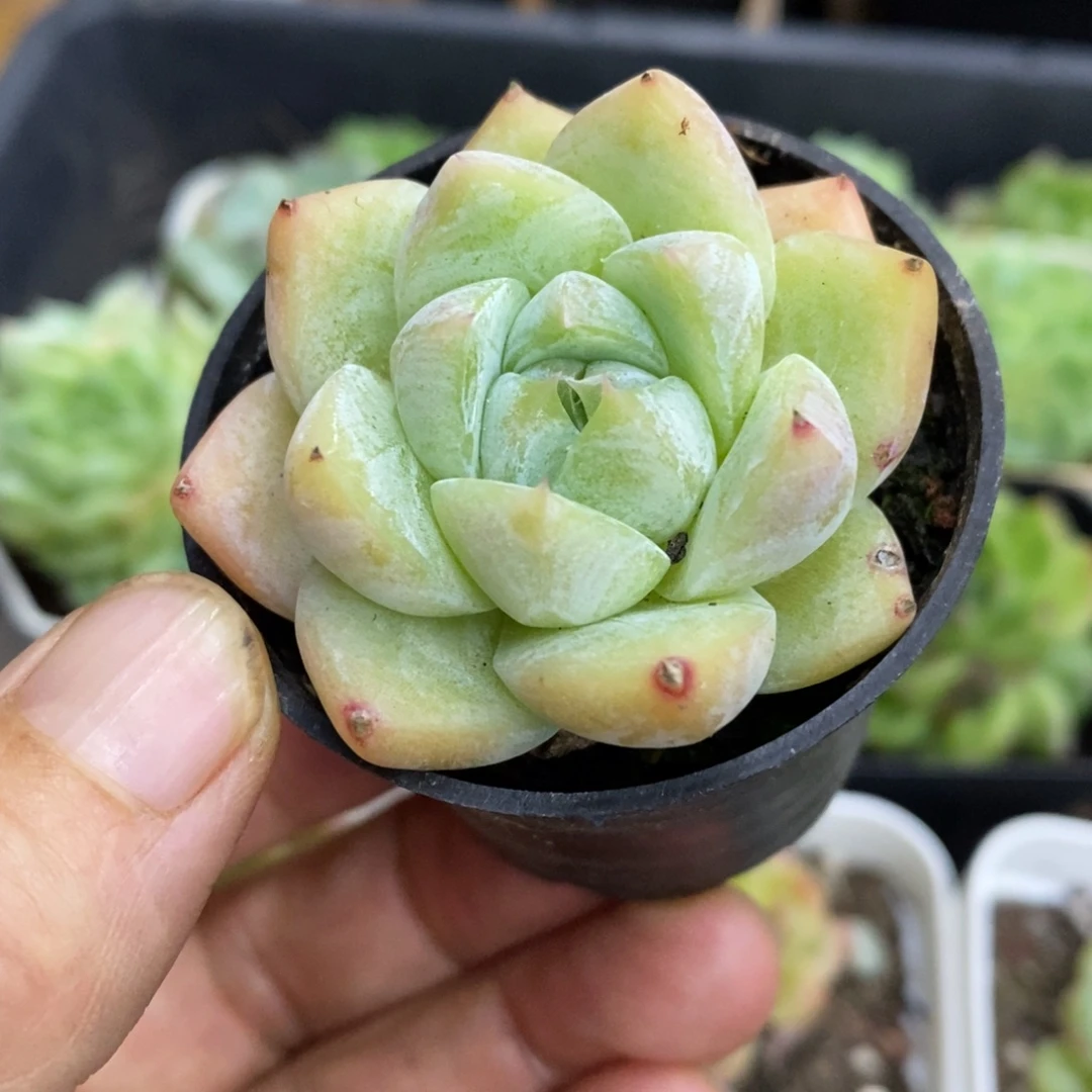 精品多肉一物一拍不包整162