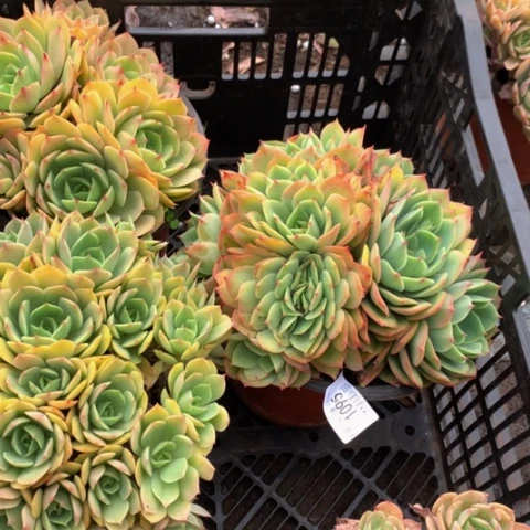 蛋*1095黄玫瑰缀多肉