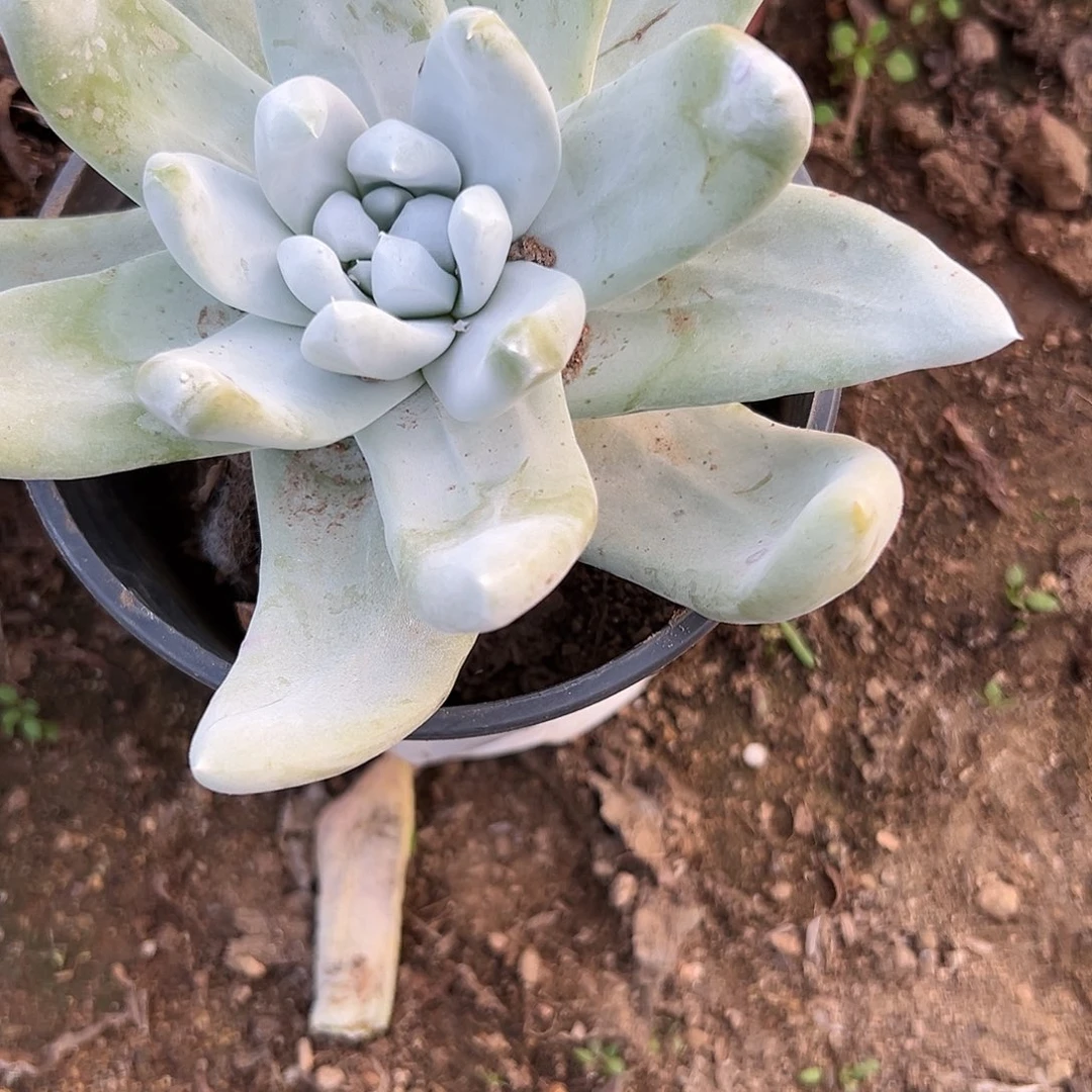 多肉植物拇指仙女杯