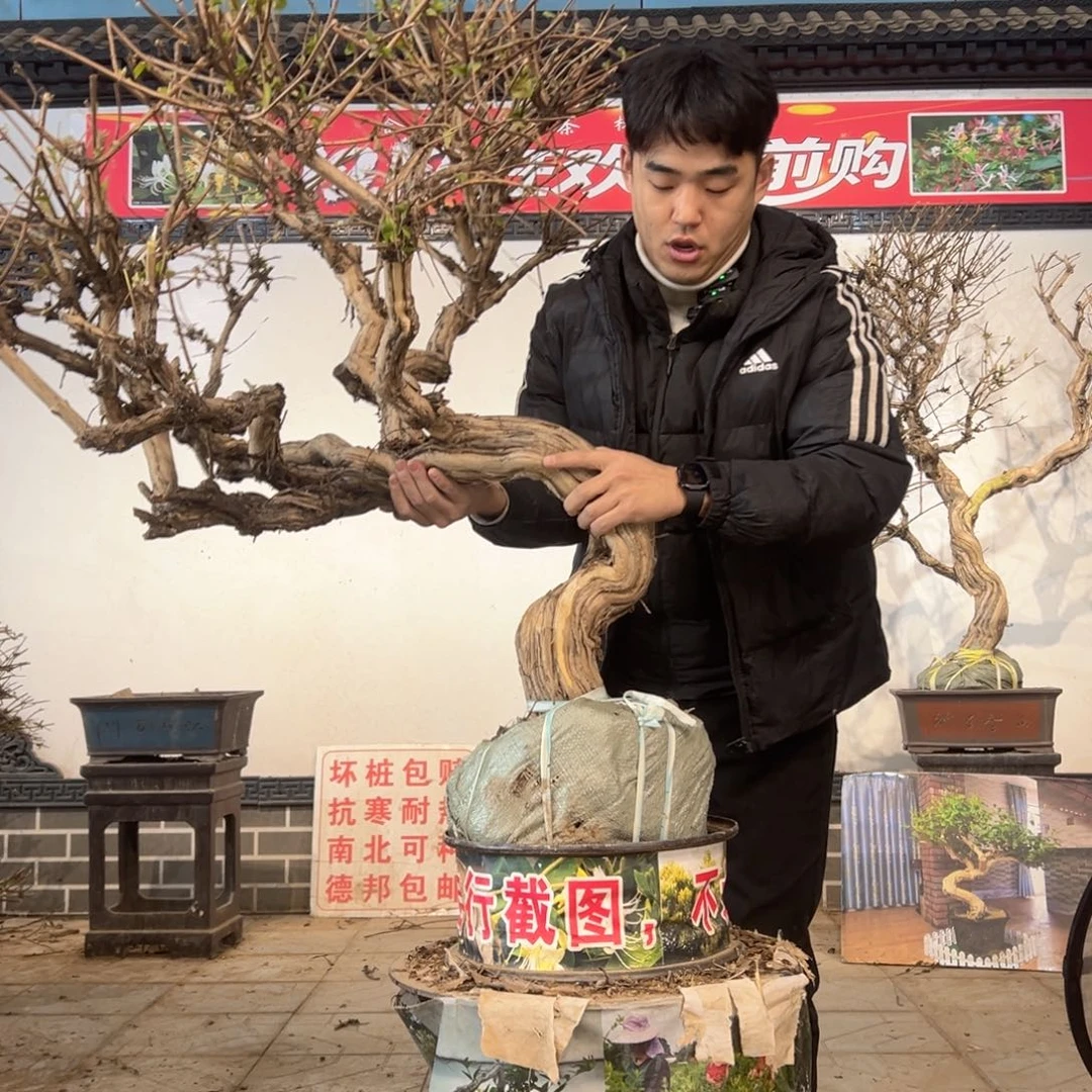 无花朵金银花开花55556652