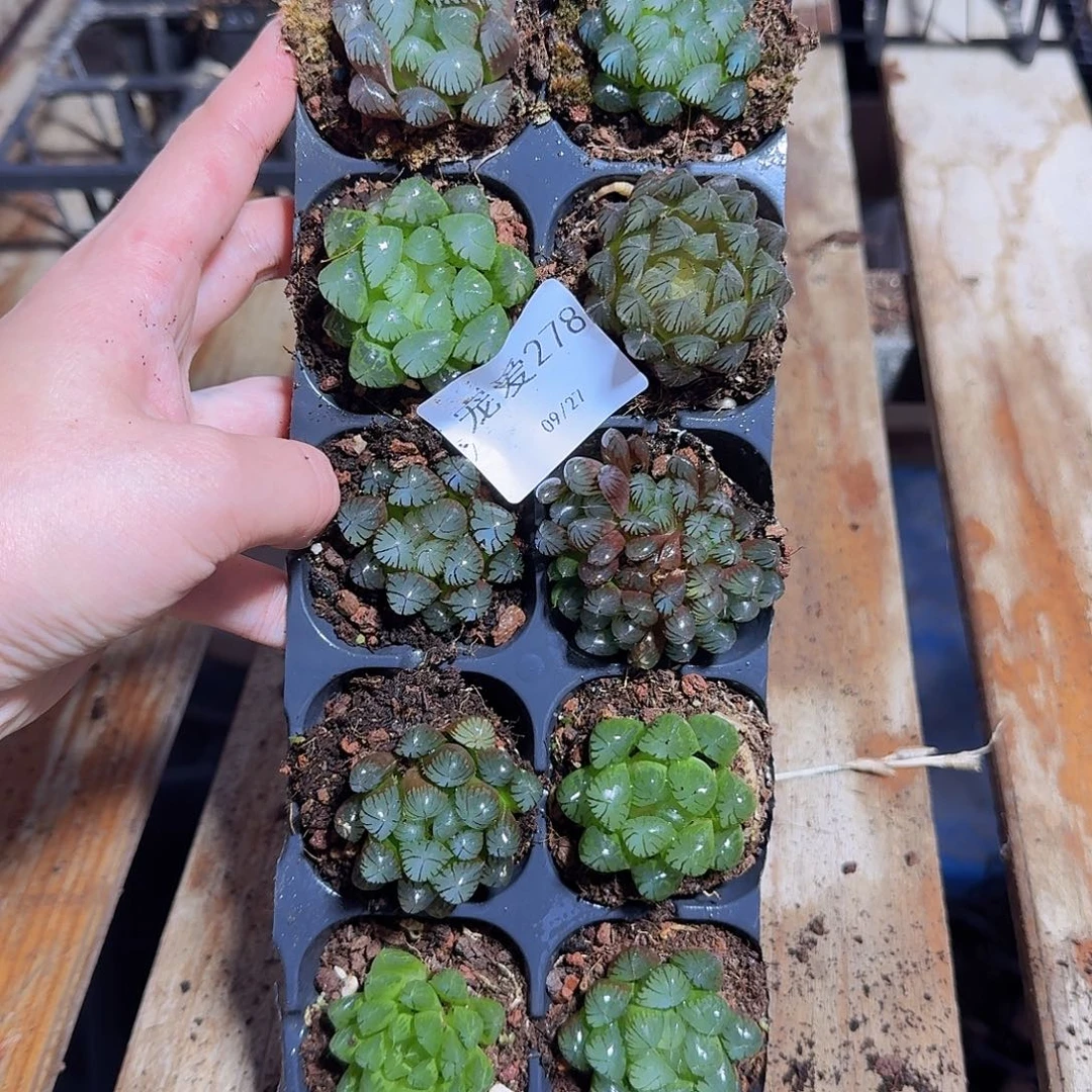 直播福利一物一拍278