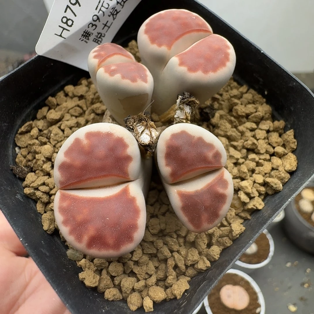 879多肉哈哈哈哈哈哈哈
