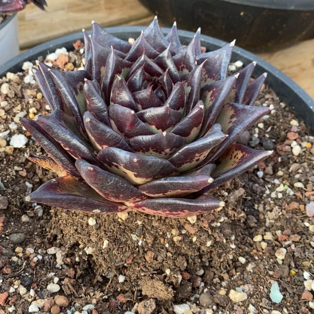 【闪购商品】(****豹202-01