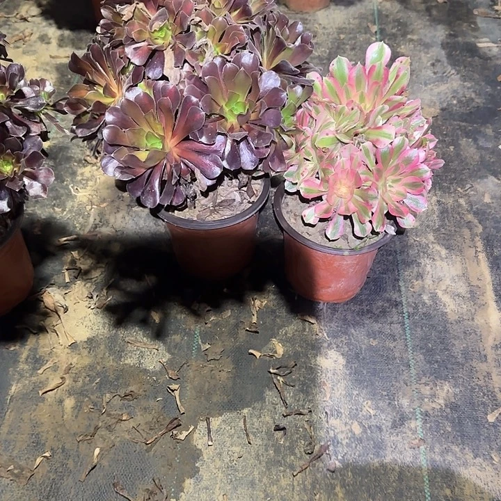 浅***然一物一拍侧枝不包91