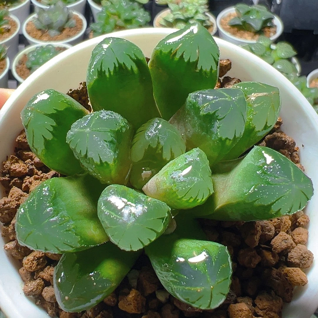 玉万多肉多肉多肉多肉