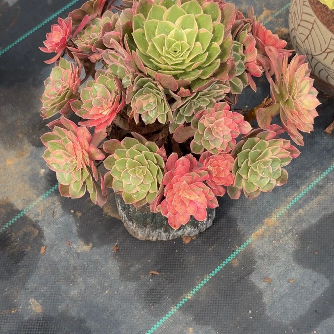 550大黑膜锦多肉植物多肉植物