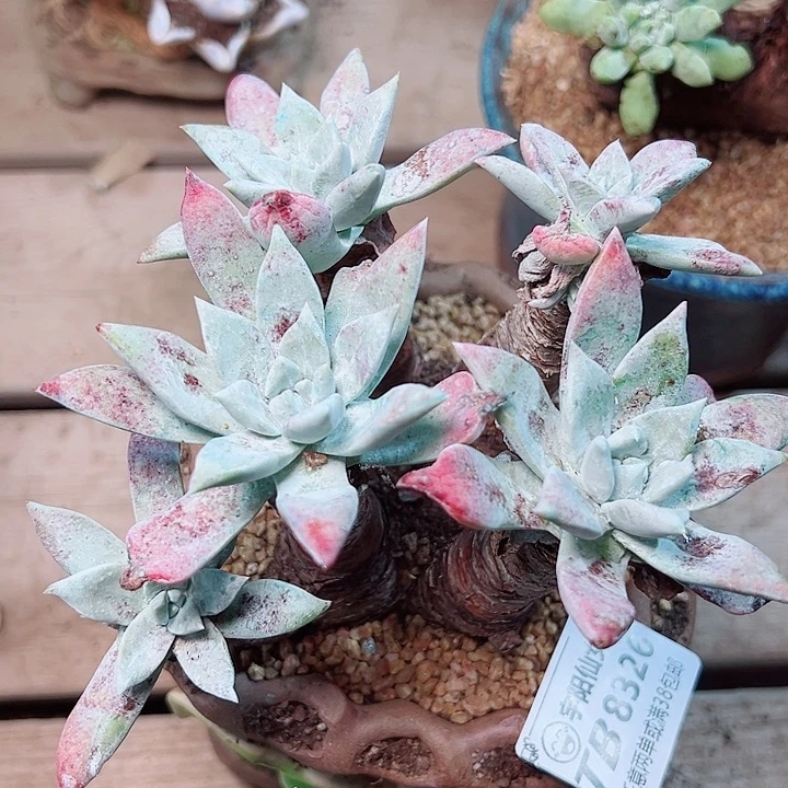 8326刘丹苹果叶仙女杯多肉