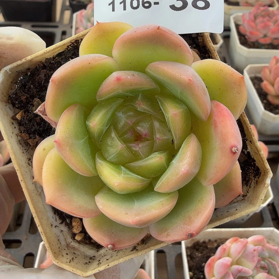 1106-38单颗多肉一物一拍