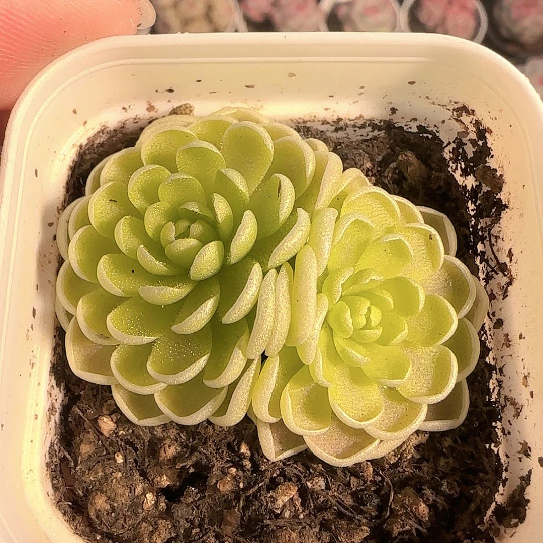 多肉1130-44捕虫堇