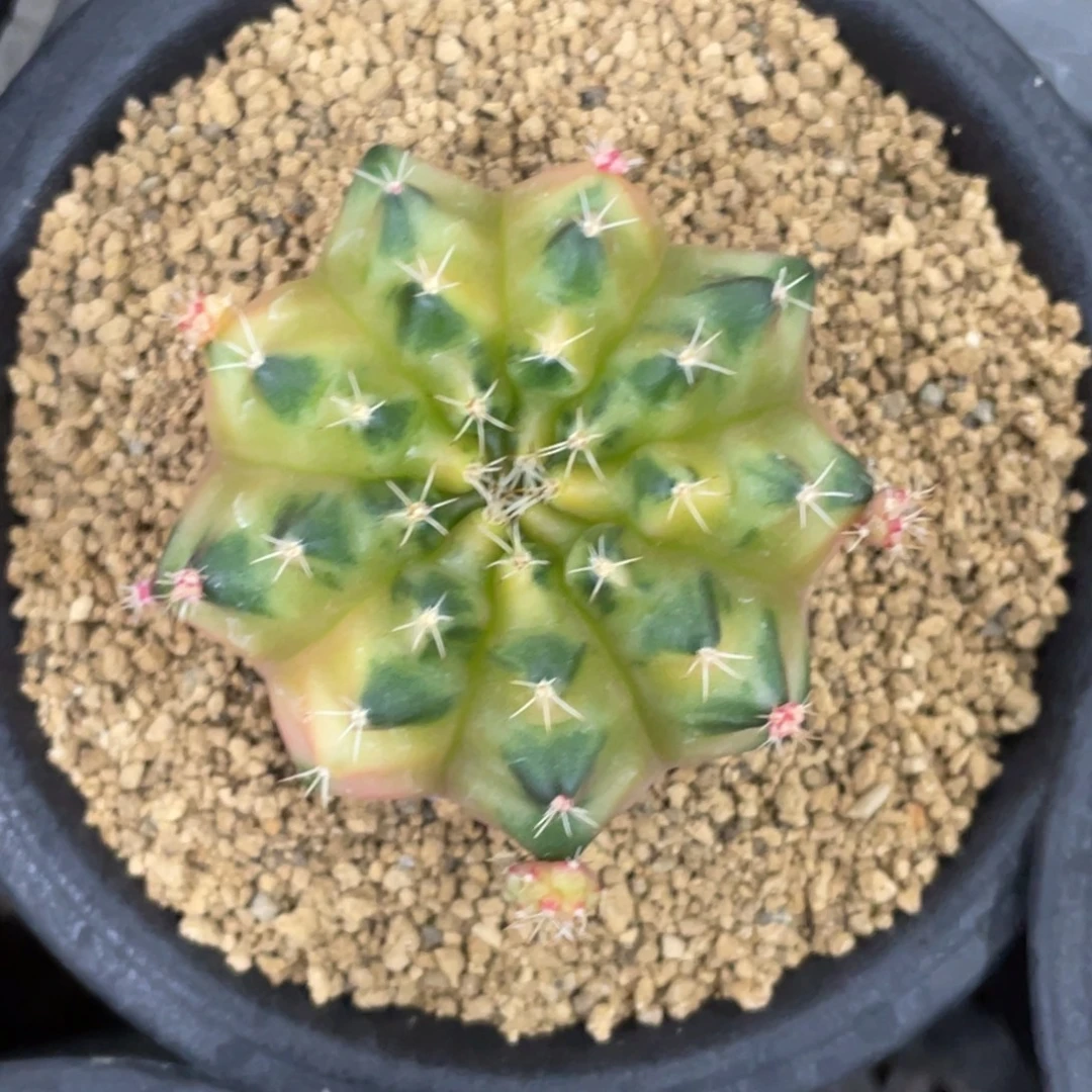 当前无花朵，栽培后可花朵柠檬水