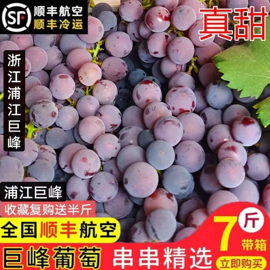 浦江巨峰葡萄正宗浦江巨峰葡萄新鲜当季孕妇水果整串包甜冷链
