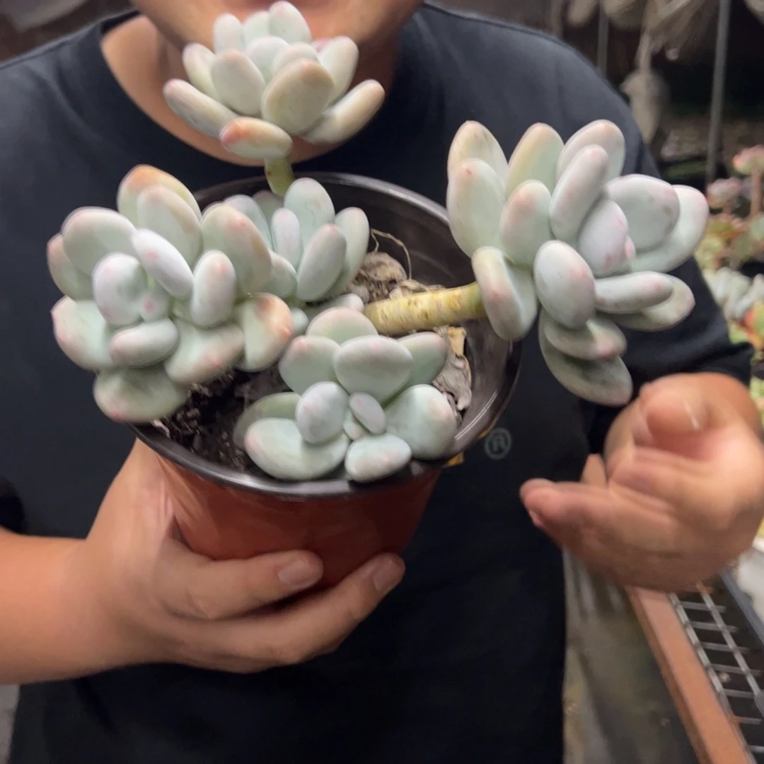 奶酪三大头起发老桩