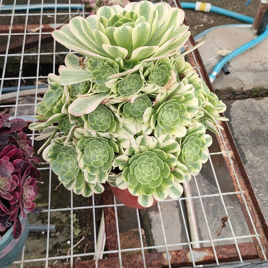 多肉法师锦金丝翡翠法师