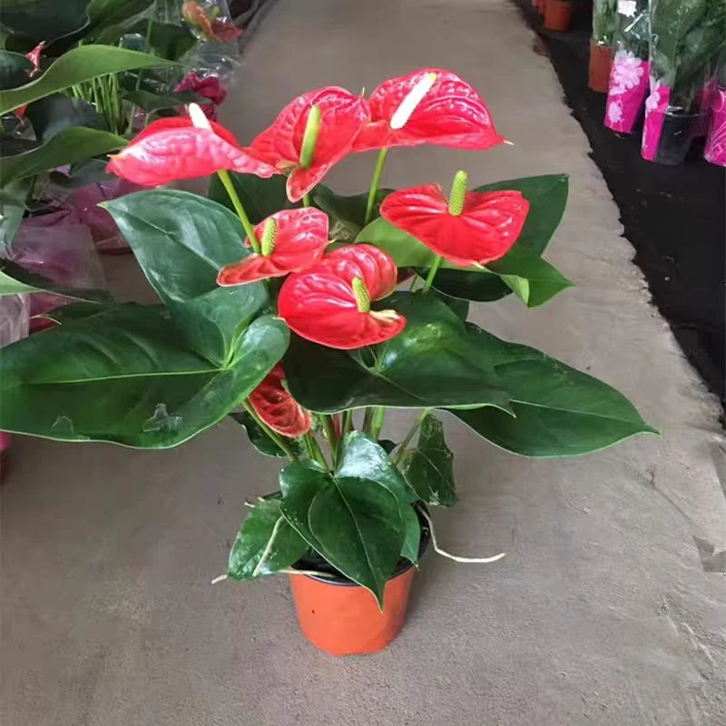 红掌白掌盆栽室内绿植四季开花水培植物净化空气一帆风顺
