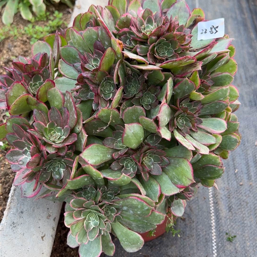 85粉花妖多肉多肉