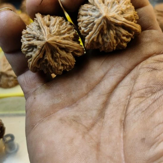 木质类灯笼狮子头三棱核桃