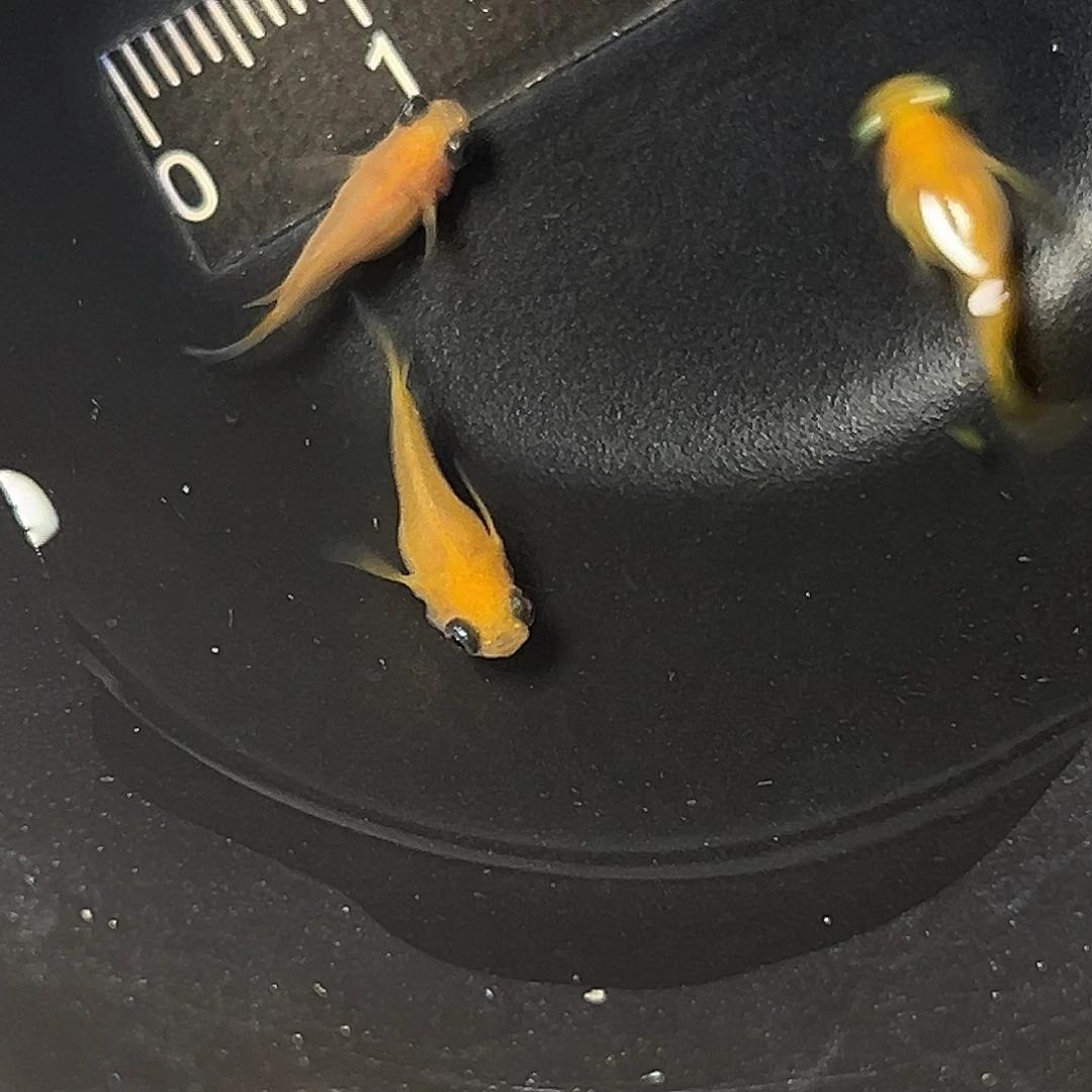 海水出目一组47号
