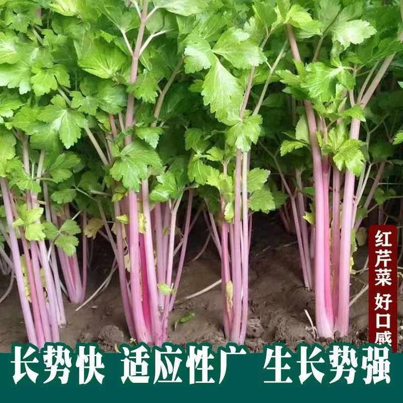 【满5包包邮】四季红香芹种子速生红梗芹菜室内阳台盆栽紫香芹