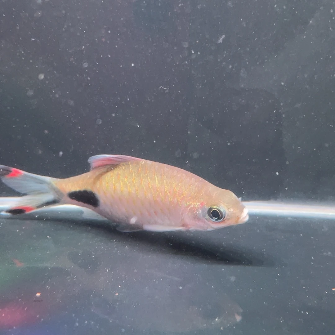 海水拉丝紫红黑影