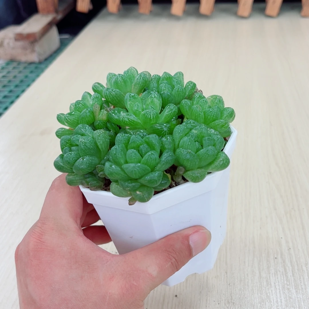 水晶玉露八颗送八角盆土多肉植物
