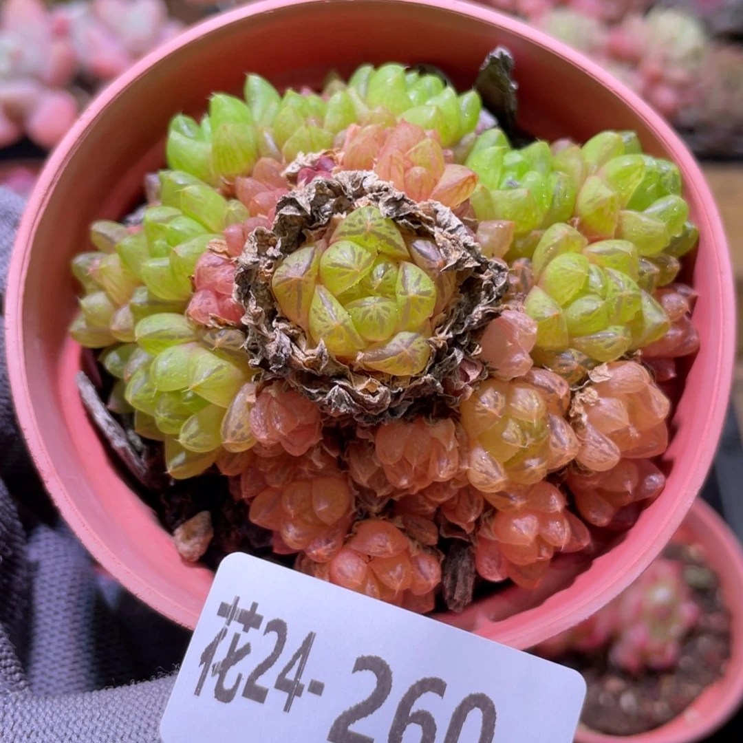 花利美24-260草玉露