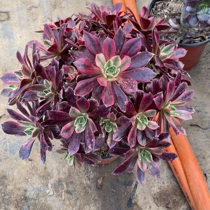 白婚纱36多肉植物法师法师