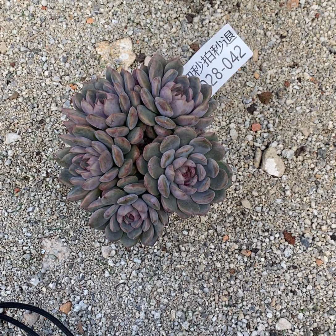 勿秒拍秒退 9028-42黑曼巴