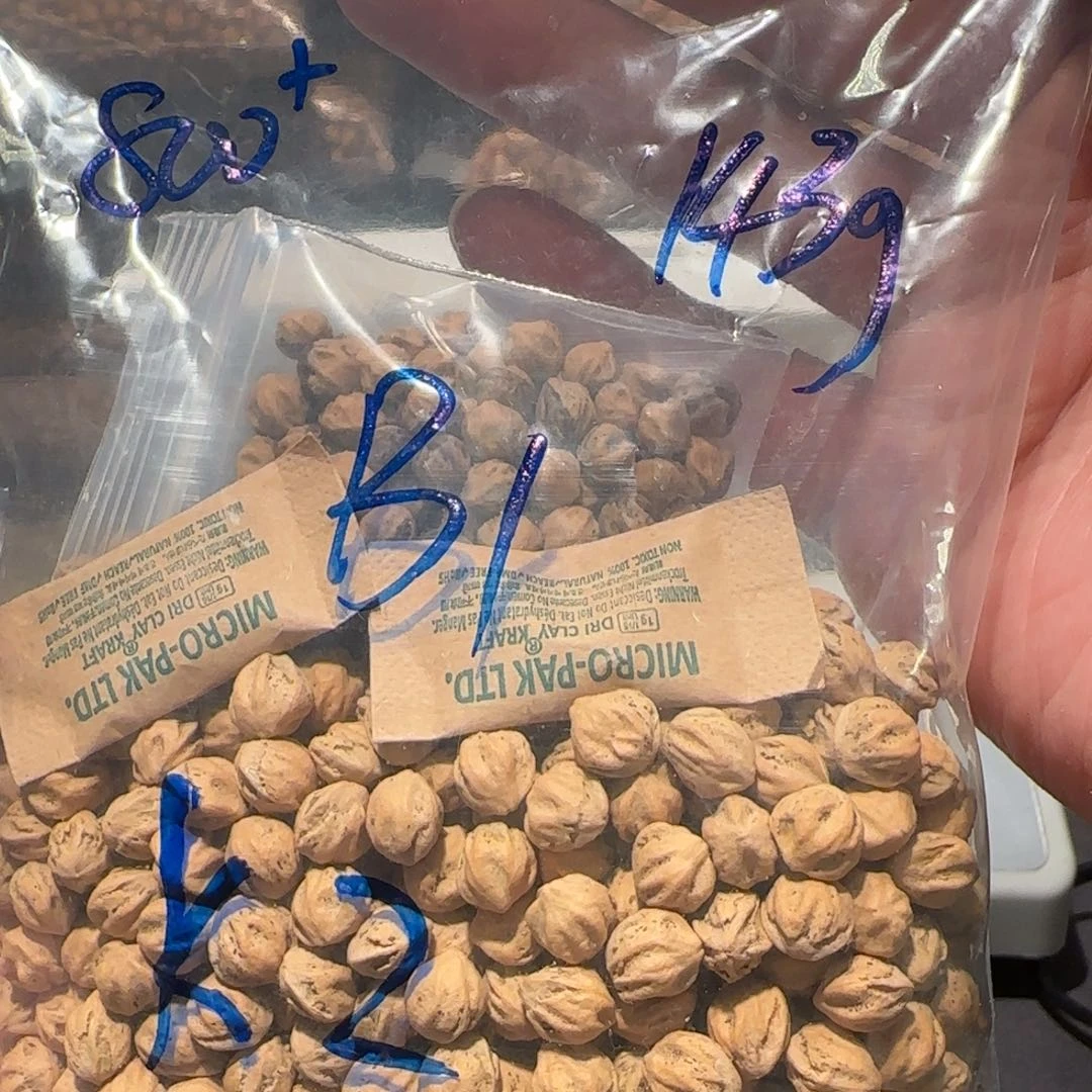 柏香籽/百香籽吊坠K2