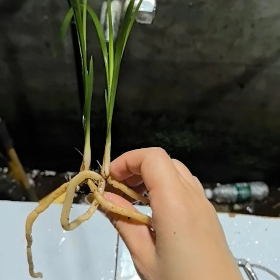 完全开放大雪素两个龙头苗