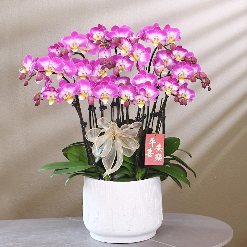 蝴蝶兰【雪山飞狐】带花带盆组好伴手礼送礼茶桌婚礼工位美化装饰