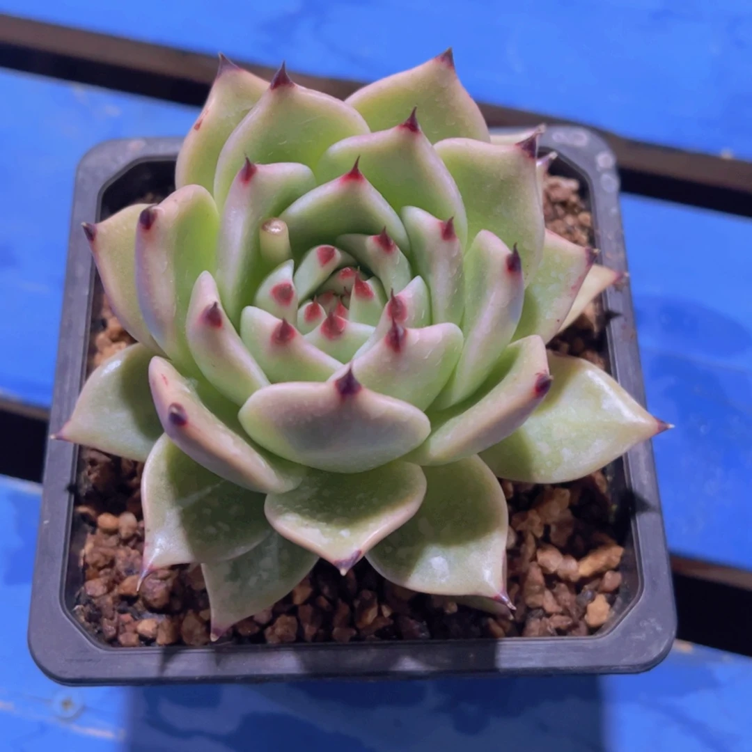 潇*妹多肉植物，多肉植物